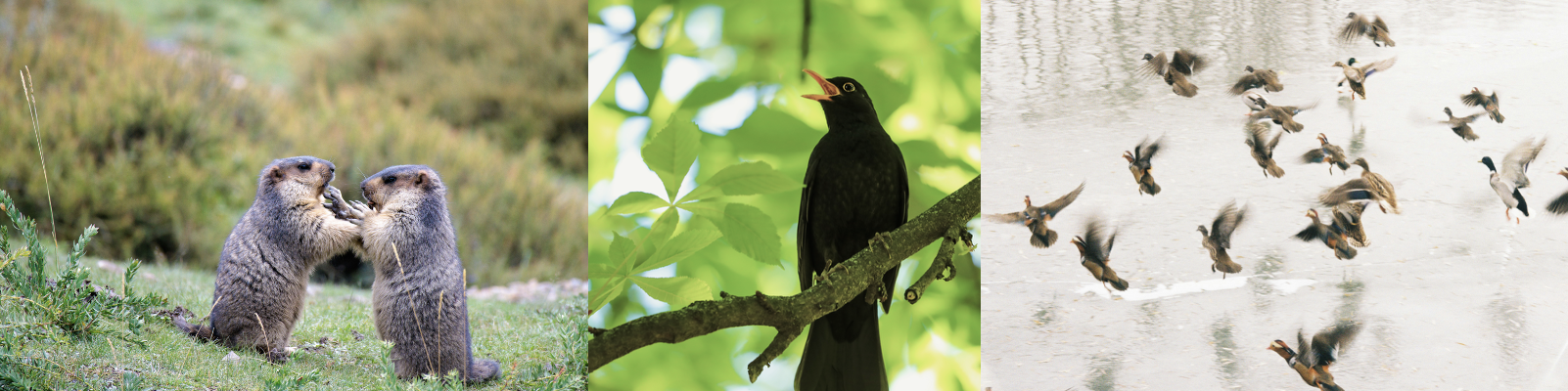Murmeltiere beim Begrüssungsritual (links), Amsel am Singen (Mitte), Mandarinenten im Landeanflug (rechts).