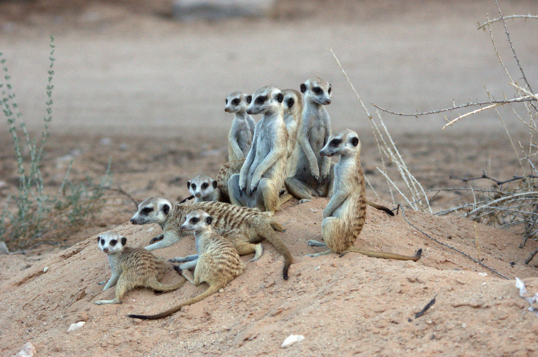 Erdmännchen (_Suricata suricatta_) sind im südlichen Regionen Afrikas beheimatet und leben in kleinen Gruppen.