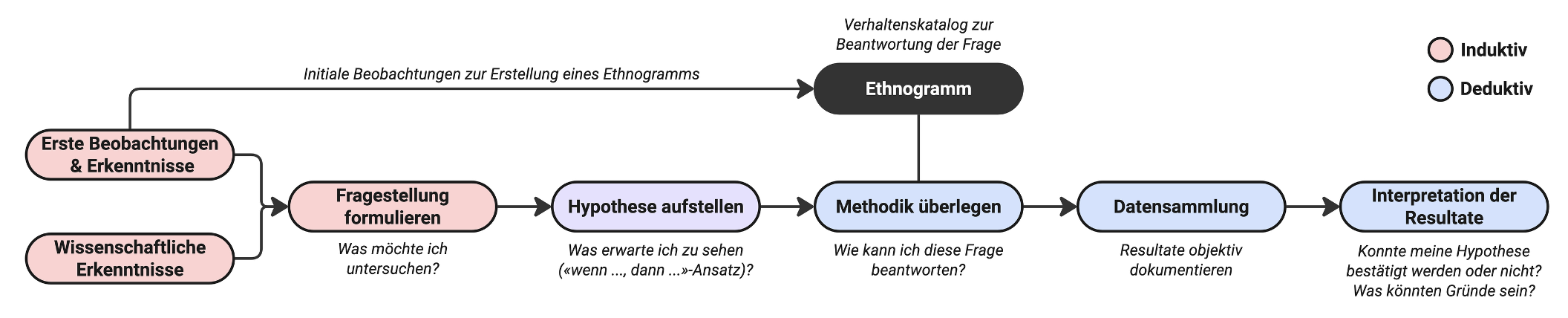 Detailübersicht über den wissenschaftlichen Arbeitsprozess in der Verhaltensbiologie. Das induktive (rot) und deduktive Denken (blau) ergänzen sich dabei und werden besonders in der Verhaltensbiologie oft mehrfach durchlaufen.