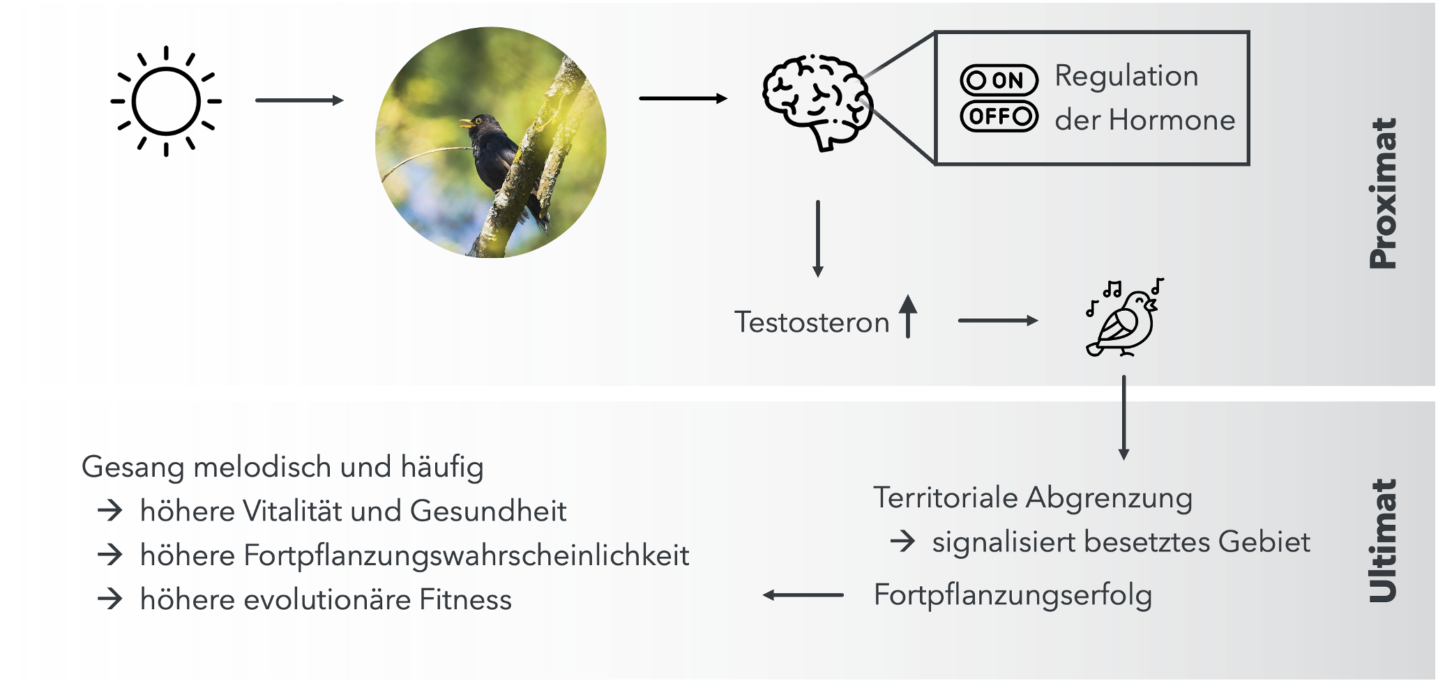 Proximate und ultimate Ursachen des Gesangs der Amsel (_Turdus merula_).