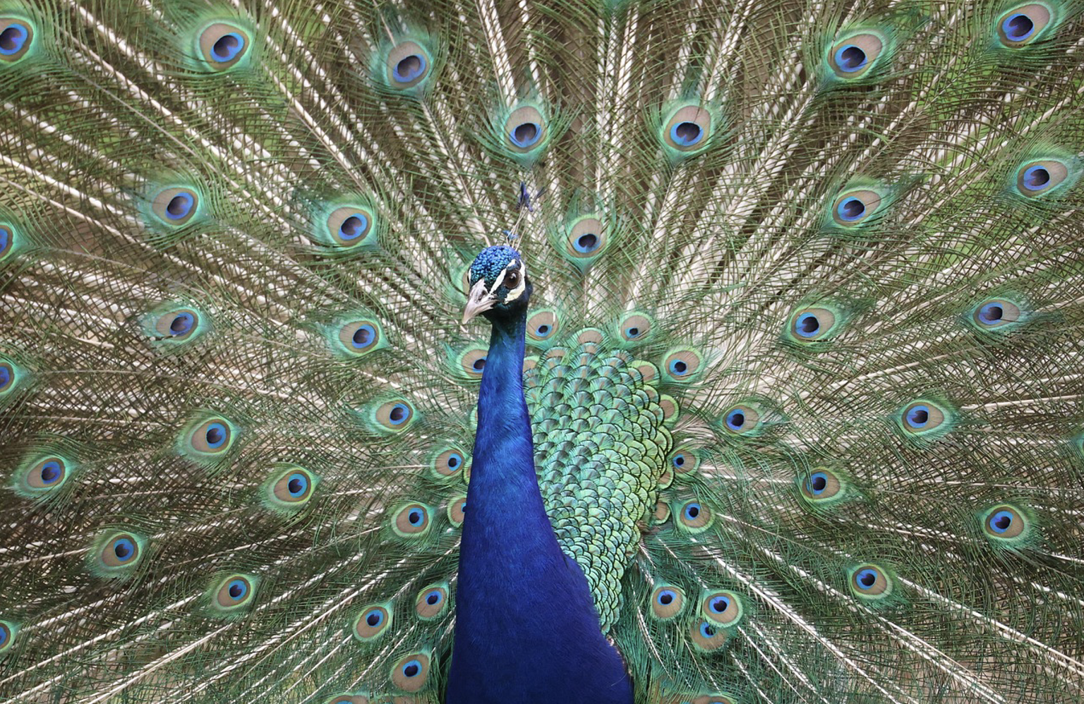 Die Federpracht des Pfaus (_Pavo cristatus_).