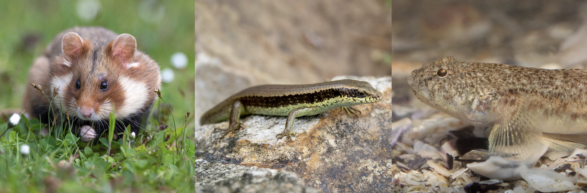 Infantizid wurde beim Feldhamster (links), der Echsenart _Eutropis longicaudata_ (Mitte) und der Sandgrundel (rechts) gefunden.