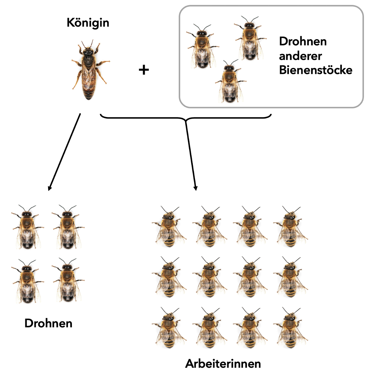 Verwandtschaftsverhältnisse der Honigbiene.